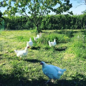 60978917 832343397126718 6791816812355911680 n Martigny le Comte La ferme de Novelle